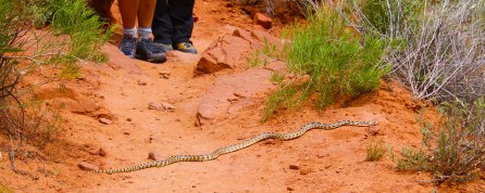Snake in Escalante